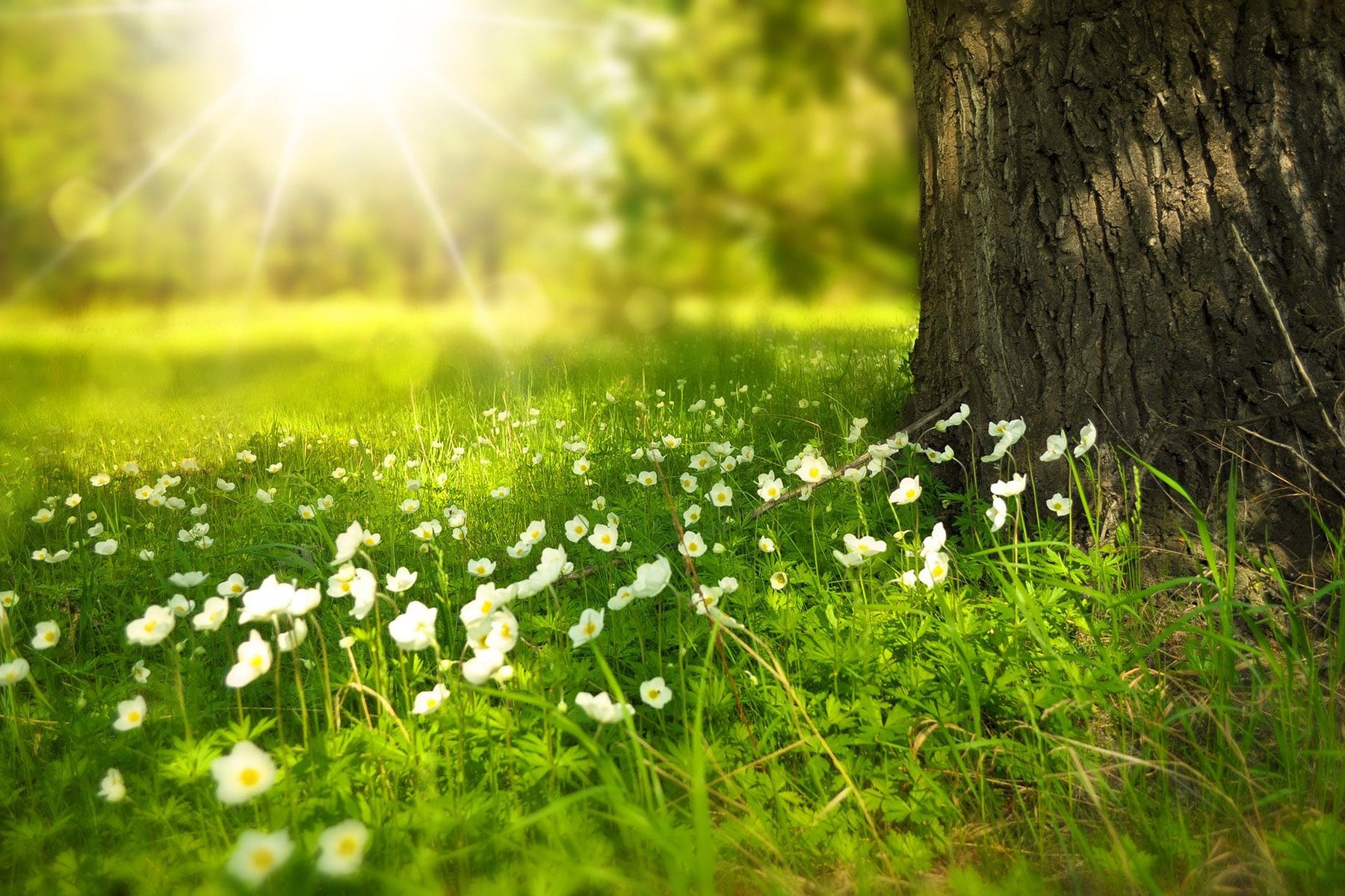 The Best Picnic Spots in the Lafayette Area