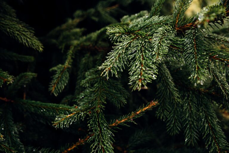 places-near-greater-lafayette-to-get-a-christmas-tree