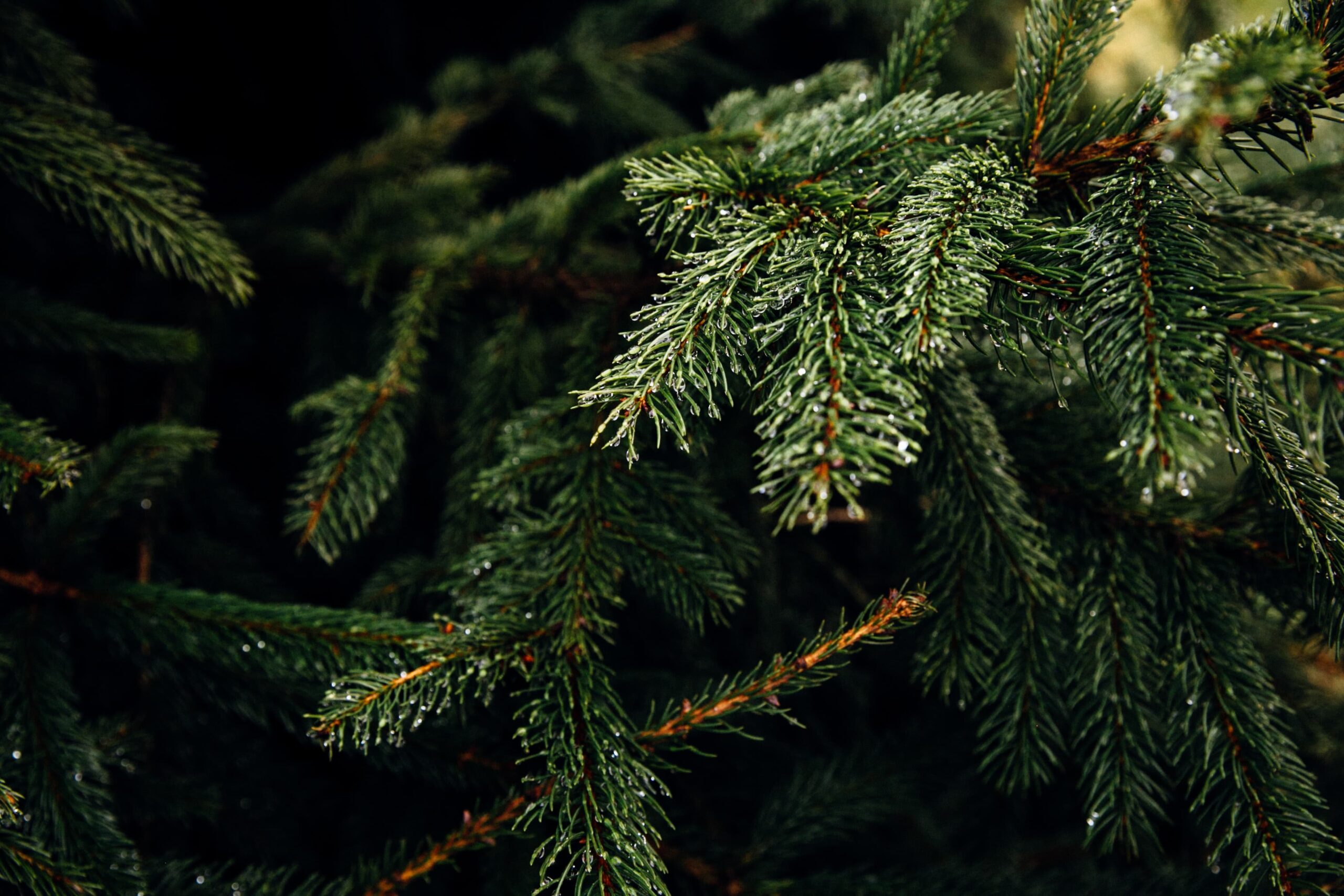 The Best Places to Buy a Christmas Tree Near Greater Lafayette