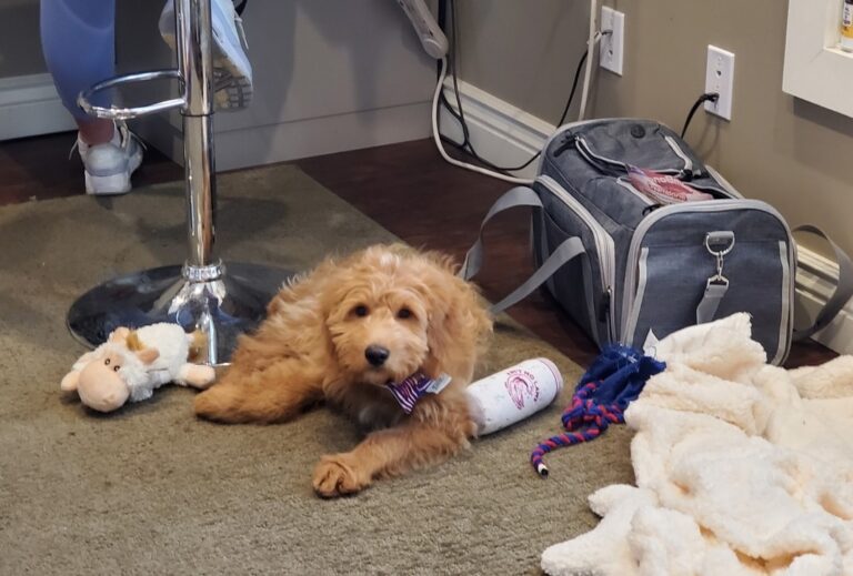 best things to do with your dogs in greater lafayette