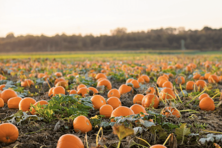 The Best U-Pick Farms in the Greater Lafayette Area