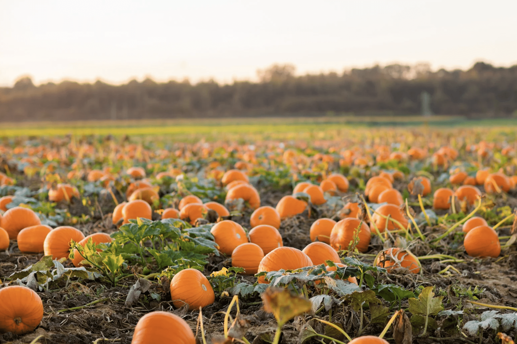 The Best U-Pick Farms in the Greater Lafayette Area
